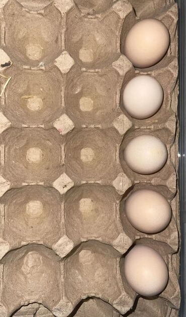 инкубацыоное яйцо: Продаю | Инкубационные яйца | Бройлерная, РОСС 308, Арбор айкрес | На забой, Для разведения