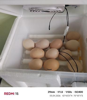 Инкубаторы: Инкубатор для яиц с автоматикой - Модель: Egg Incubator (панель — 4
