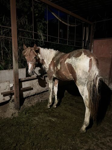 арабская лошадь: Продаю | Конь (самец)