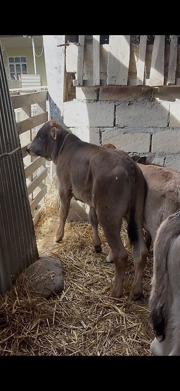 Dana, buzov: Satışda: dana balaları - Növ: yerli cins ətlik/südlük istiqamətə — 38