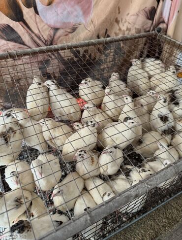 Товары и оборудование для с/х животных: Продается клетка для перепел — 6