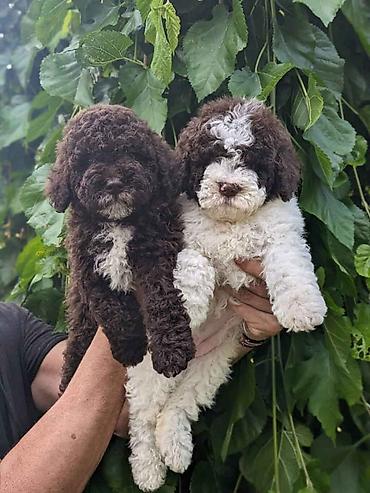 Psi: Lagotto Romagnolo – rezervacija stenaca Dostupno novo leglo pasa rase — 2