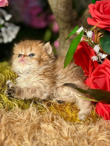 Pişiklər: Fars — 1