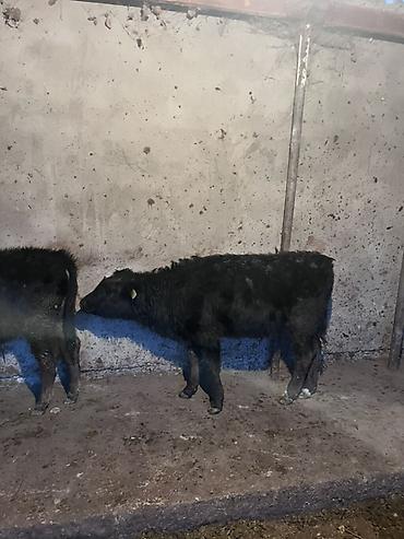Коровы, быки: Продаю | Музоо, торпок | На откорм — 9