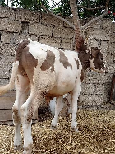sudluk inek satisi: Bir Erkey bir dişisi Erkey 6aylıqdı dişi smental arginal avsdralyadı — 2