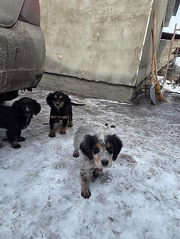 Продажа собак: Щенки спаниеля - Помет от породистой мамы-спаниеля (на фото рядом с — 10