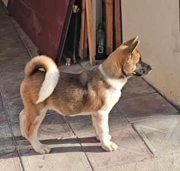 İtlər: Akita-inu, 3 ay, Dişi, Peyvəndli, Ödənişli çatdırılma