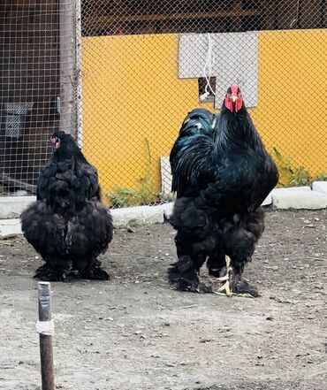 кальций для кур: Продаю | Цыплята, Инкубационные яйца | Брама, Домашняя | Для разведения, Несушки