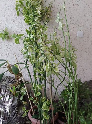 Другие комнатные растения: Продаются цветы от 200 до 500 сом — 13