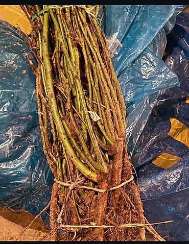 Арча, можжевельник: Ту я можжевельники разной формы ( спираль бонсай, пирамида глобус — 5