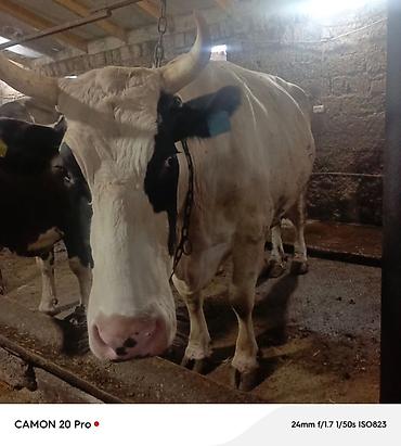cuce satisi 2019: Bu inek satilir 2 ci qarina 6-7 ayliq bogazdi simmental bugadan gelib — 1