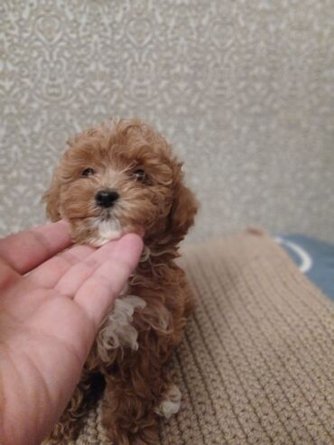 İtlər: Pudel, 2 ay — 16