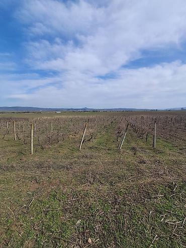 Torpaq sahələrinin satışı: 66 sot, Kənd təsərrüfatı — 7