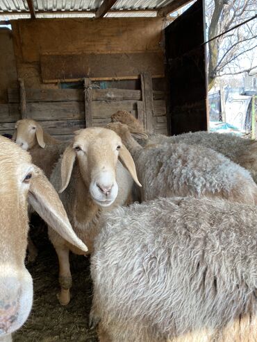стрижка овец сокулук: Продаю | Овца (самка), Баран (самец) | На забой, Для разведения