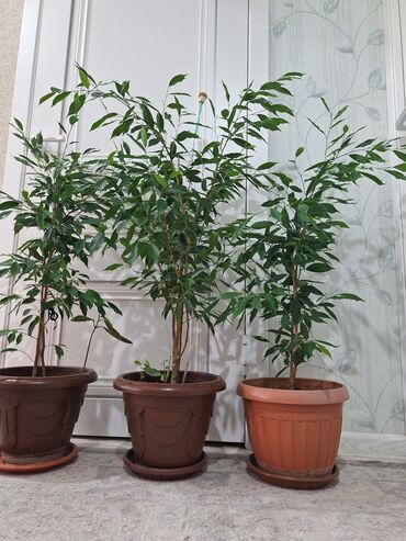 Фикусы: Срочно срочно не дорого каждая по 1500 сомов. Продаю комнатные — 8