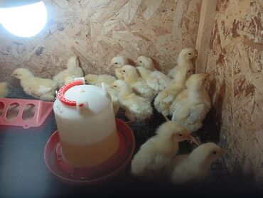 Куры, петухи: Продаю адлерский цыплята 10 дней Бишкеке