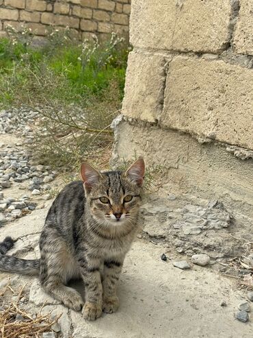 Pişiklər: Türk anqora -da lalafo.az — 19 Pişiklər: Türk anqora — 19