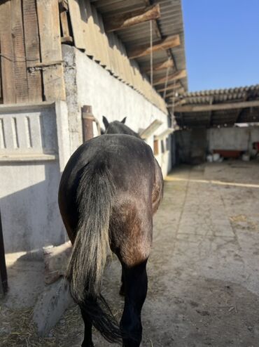 Лошади, кони: Продаю | Кобыла (самка) | Полукровка, Английская | Для разведения, Конный спорт | Племенные — 4