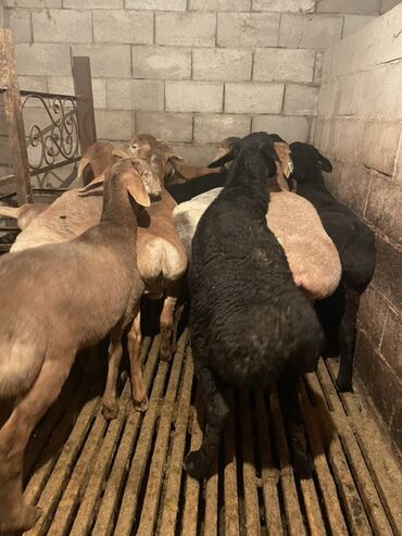 Бараны, овцы: Продаю | Ягненок, Баран (самец) | Полукровка | На забой | Осеменитель, Племенные — 6