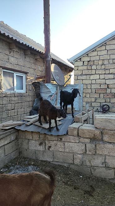 südlük inek satilir: Heleb merkezi biri qarın doğub. balansında dişidi ikisi 350.unvan — 2