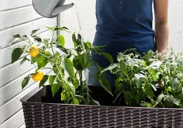Žardinjere: *** AKCIJA *** 1374 Velika Žardinjera KETER Easy Growing; Raspoloživ — 6