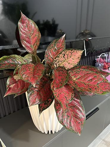 Другие комнатные растения: Женское счастье гигант сорт По городу доставка бесплатно Крупные — 65