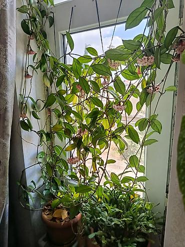 hoya gulu: Hoya carnosa (Vaxtı-vaxtında çiçəkləyən mum gül) – sarmaşıq tipli otaq — 5