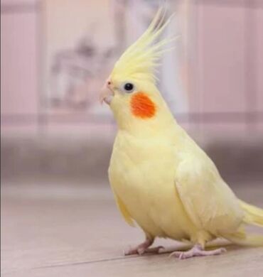 cins ineklerin satisi 2019: 1 il 6 aylıq erkək. Tək qaldığı ücün təcili satılır. Birinci dəfə 3