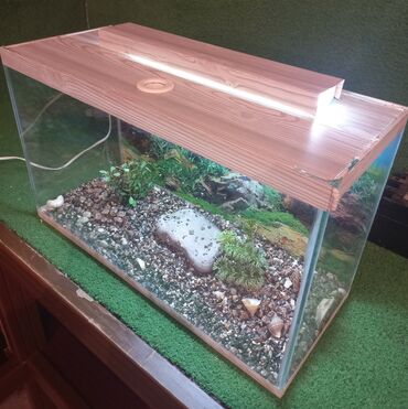 baliq qulagi: Dördbucaq akvarium, Balıqlarla birlikdə, 40 l, Ödənişli çatdırılma