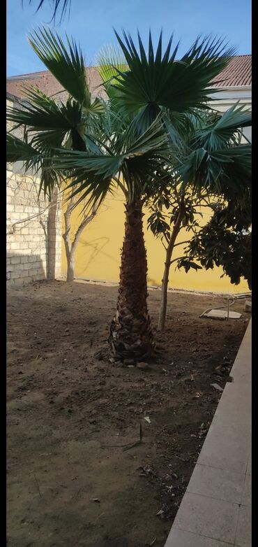 Palma: 2edet palma aqaci razilasma ile reyal aliciya hunduru 3mden yuxarı bos