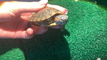 яйца черепахи купить: Красноухая черепаха (Trachemys scripta elegans) И Пятнистая тигровая — 3