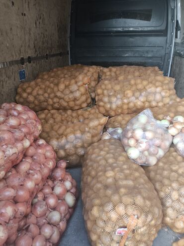 подарки на 23 февраля в бишкеке: Картошка Джелли, Оптом