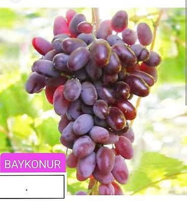 Meyvə və giləmeyvə: Məhsul: Qırmızı/çəhrayı süfrə üzümü (salxım) - Böyük, sıx salxımlar; — 10