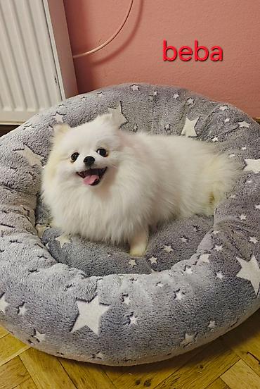 kupujem prodajem pomeranac: Pomeranian Star renomirana odgajivačnica pomeranaca iz Beograda je — 6