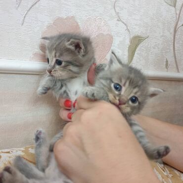 кошка домашний: Двое котят-мальчиков в поисках своего нового дома и заботливых хозяев!