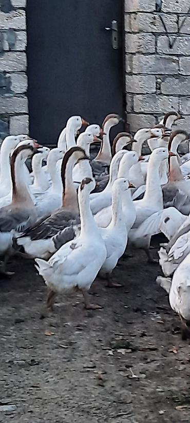 çöl qazı: Satış: Qaz sürüsü Məhsul təsviri: - Böyük sayda ev qazı (ağ və ağ-boz — 3