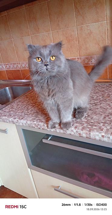 pisi: Şotland uzun tüklü, Erkək, Ünvandan götürmə — 2