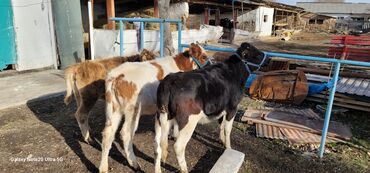 Коровы, быки: Продаю | Музоо, торпок | На откорм | Привязанные — 1