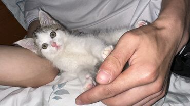 Коты: Отдам хорошие руки, бала мышык ойнок тентек. Адрес Бишкек Учкун