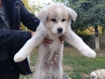 Psi: Stenci Akita Inu (Japanska Akita)ostenjeni 25.08.25. vakcinisani — 7