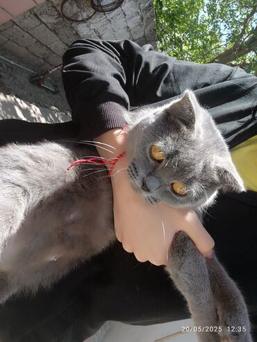 pisik balasi: Şotland, Dişi, Yaxşı əllərə, Ünvandan götürmə