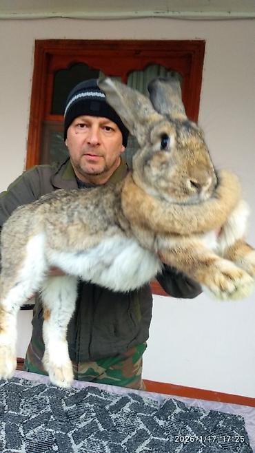 Dovşanlar: FLANDR (Belçika nəhəngi) – İri ölçü, yüksək gəlir! Təmiz qanlı Flandr — 5