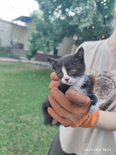 котята каракол: Милые пушистые котята ждут своих хозяев. Бесплатно — 3