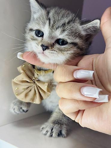 Pişiklər: Britan, Erkək, Ünvandan götürmə — 8