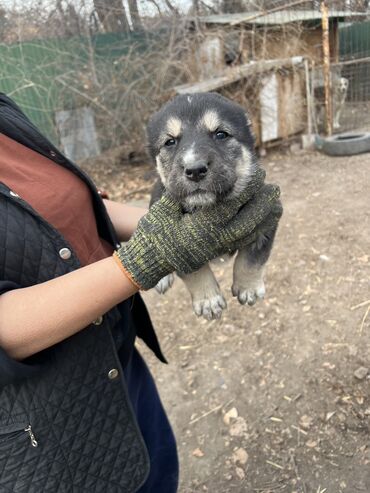Продажа собак: Алабай, 2 месяца, Самка, С прививкой, С родословной — 8