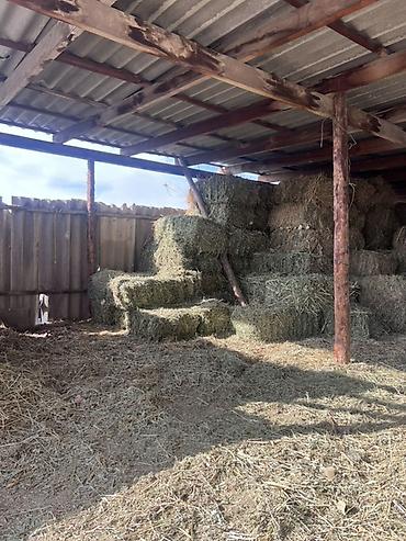 Корма для с/х животных: Сено в тюках - Прессованное сено в прямоугольных тюках, аккуратная — 5