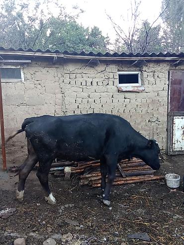 Продаю | Корова (самка), Бык (самец)