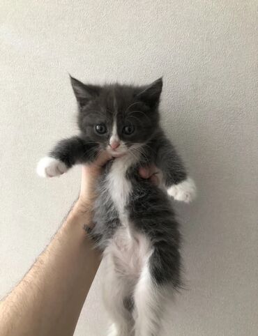 где можно купить котят в бишкеке: Скотиш Фолд (Шотландская вислоухая), 2 месяца, Девочка, Метис, Приучена к лотку