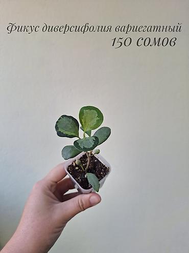 фикусы: 🌿 В продаже фикусы разных сортов (детки/молодыерастения). 💚 Названия — 3