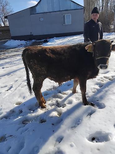 Коровы, быки: Продаю | Бык (самец) | Полукровка | На откорм — 23